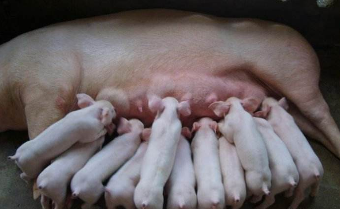 母猪产后不食处理方法